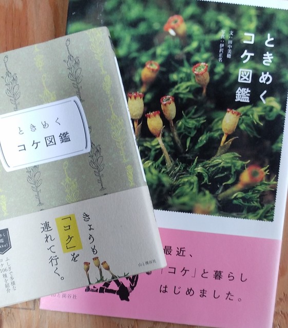 IMG_tokimeku.jpg